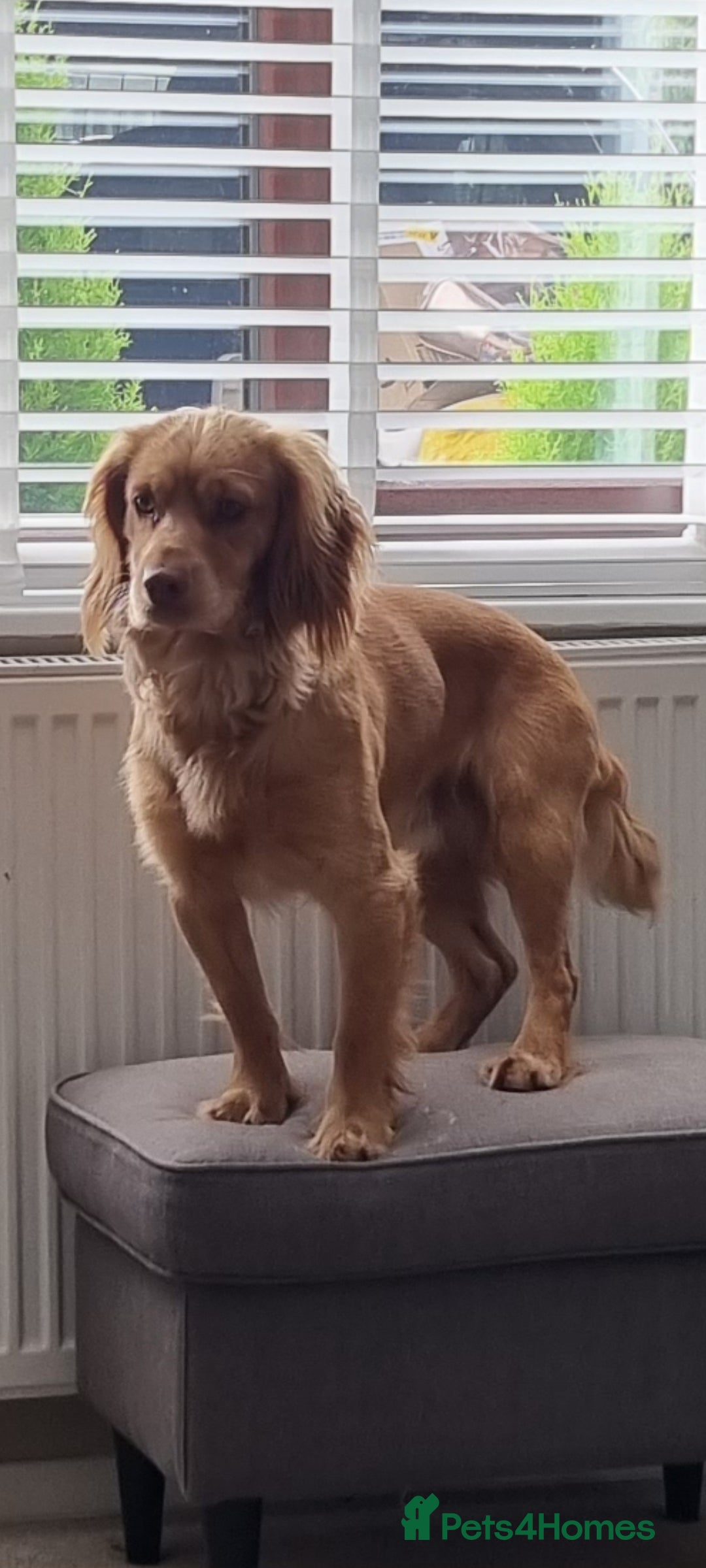 Cocker Spaniel dogs for sale: Cocker spaniel Boy age 1 - Image 1