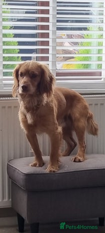 Cocker Spaniel dogs - Advert 2