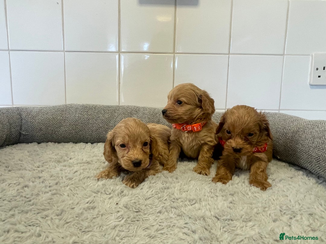 Cockapoo dogs for sale:  ❤️f1 cockapoos now having viewing 5 wks old  - Image 5