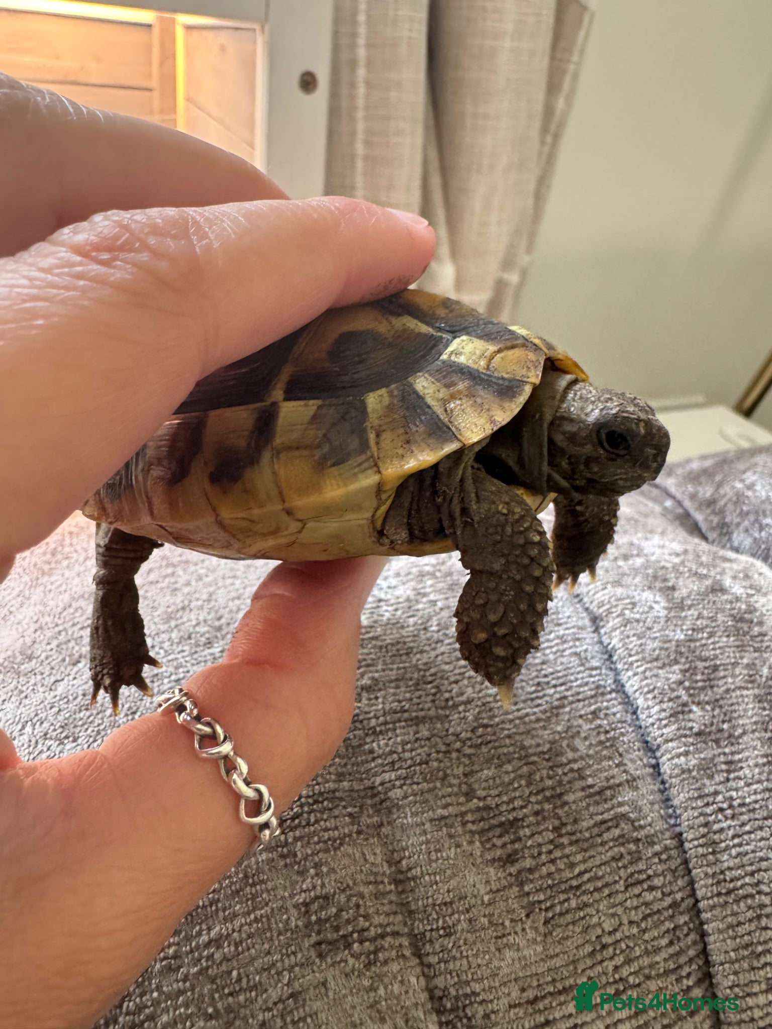 Hermann Tortoise reptiles Hermanns tortoise incuding set up  - Advert 1