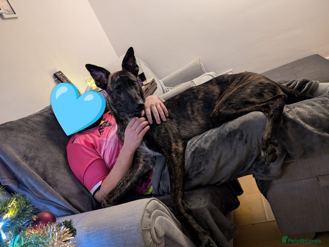 Mixed Breed dogs for sale: Knox - Shephound - Advert 5