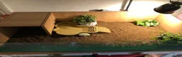Tortoise reptiles for sale: Tortoise for sale - Advert 3