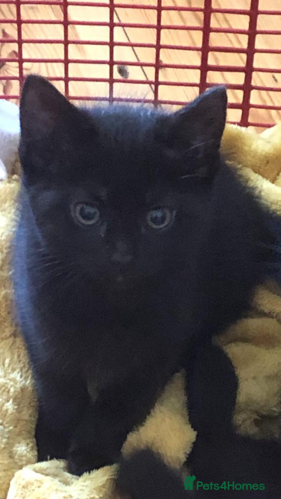 Mixed Breed cats for sale: Female black kitten looking for her forever home - Image 6
