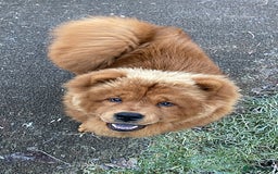 Chow Chow dogs for sale: Beautiful Lily & Lexi – Heartbreaking Rehome  - Image 5