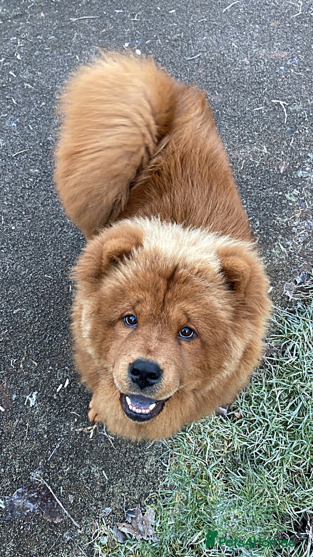 Chow Chow dogs for sale: Beautiful Lily & Lexi – Heartbreaking Rehome  - Image 5
