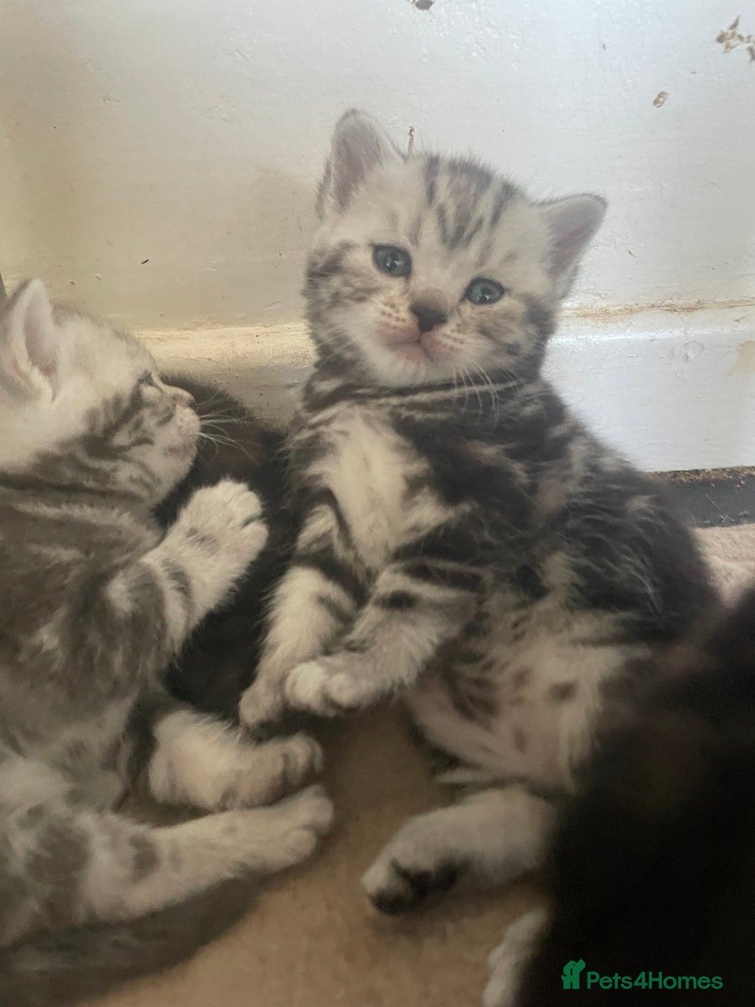 British Shorthair cats for sale: Pedigree British shorthair kittens for sale  - Image 4