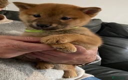 Japanese Shiba Inu dogs for sale: Gorgeous Shibas  - Image 23