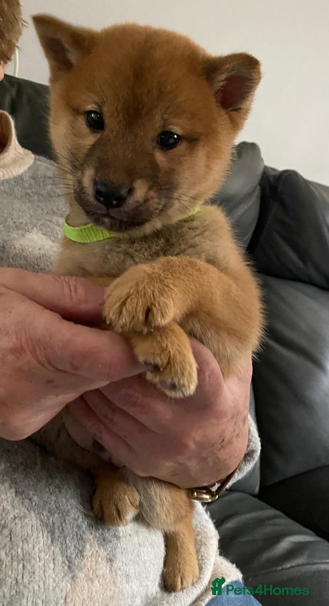 Japanese Shiba Inu dogs for sale: Gorgeous Shibas  - Image 23