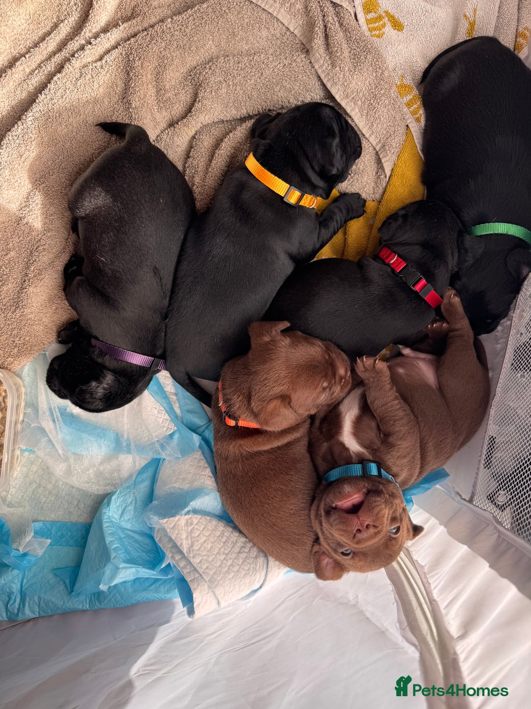 Mixed Breed dogs for sale: French bulldog x Patterdale terrier - Image 6