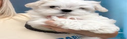 Maltese dogs for sale: Outstanding Quality Tiny  Maltese  - Advert 12