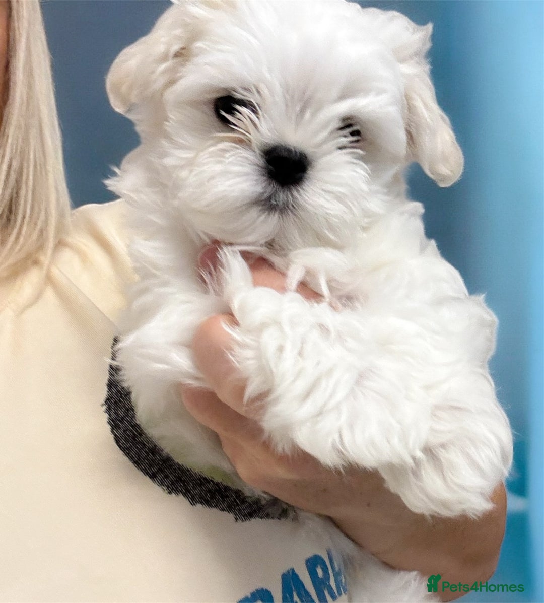Maltese dogs for sale: Outstanding Quality Tiny  Maltese  - Advert 12