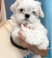 Maltese dogs 🌟 Tiny Korean Maltese Ready Now 🌟 - Advert 15