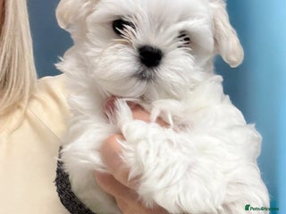 Maltese dogs 🌟 Tiny Korean Maltese Ready Now 🌟 - Advert 2