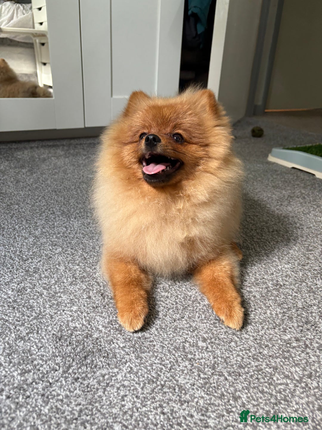 Pomeranian dogs for sale: 6 month old pomeranian  - Image 16