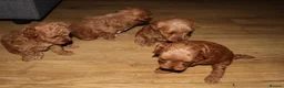 Maltipoo dogs for sale: 🐶 Stunning Brown/Red F1B Maltipoo Puppies ❤️ in Luton - Advert 13