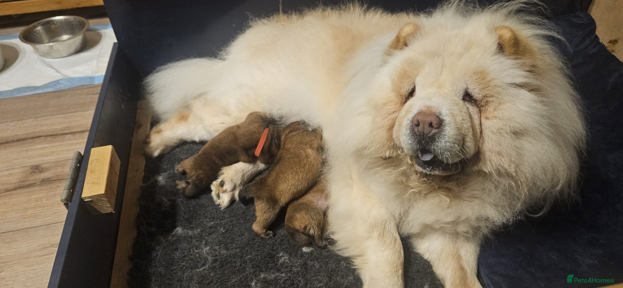 Chow Chow dogs Need to rehome a 4.5 month old red chow chow boy - Advert 1