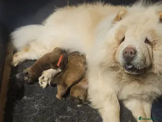 Chow Chow dogs Need to rehome a 4.5 month old red chow chow boy - Advert 1