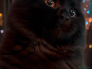 British Shorthair cats Full British short hair kittens - Advert 4