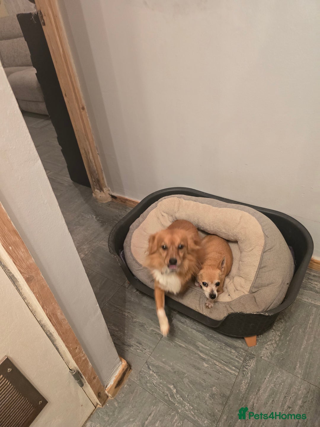 Jack Russell dogs for sale: 2 Jack Russell sibilings for sale - Advert 1