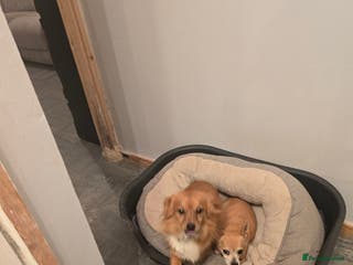 Jack Russell dogs 2 Jack Russell sibilings for sale - Advert 2