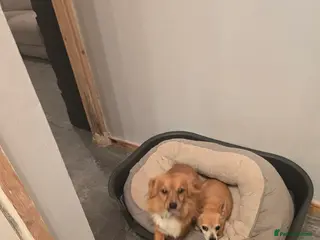 Jack Russell dogs 2 Jack Russell sibilings for sale - Advert 12