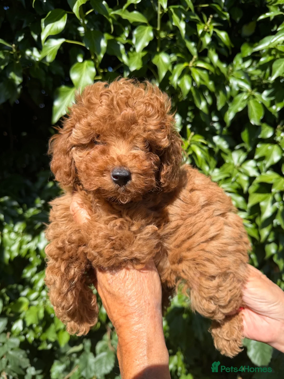 Toy Poodle dogs for sale: KENNEL CLUB REGISTERED TOY POODLE FEMALE!! - Advert 2
