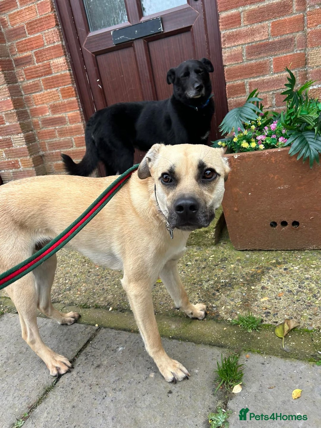 Mixed Breed dogs for adoption: Rocco - Norwich Norfolk  - Image 4