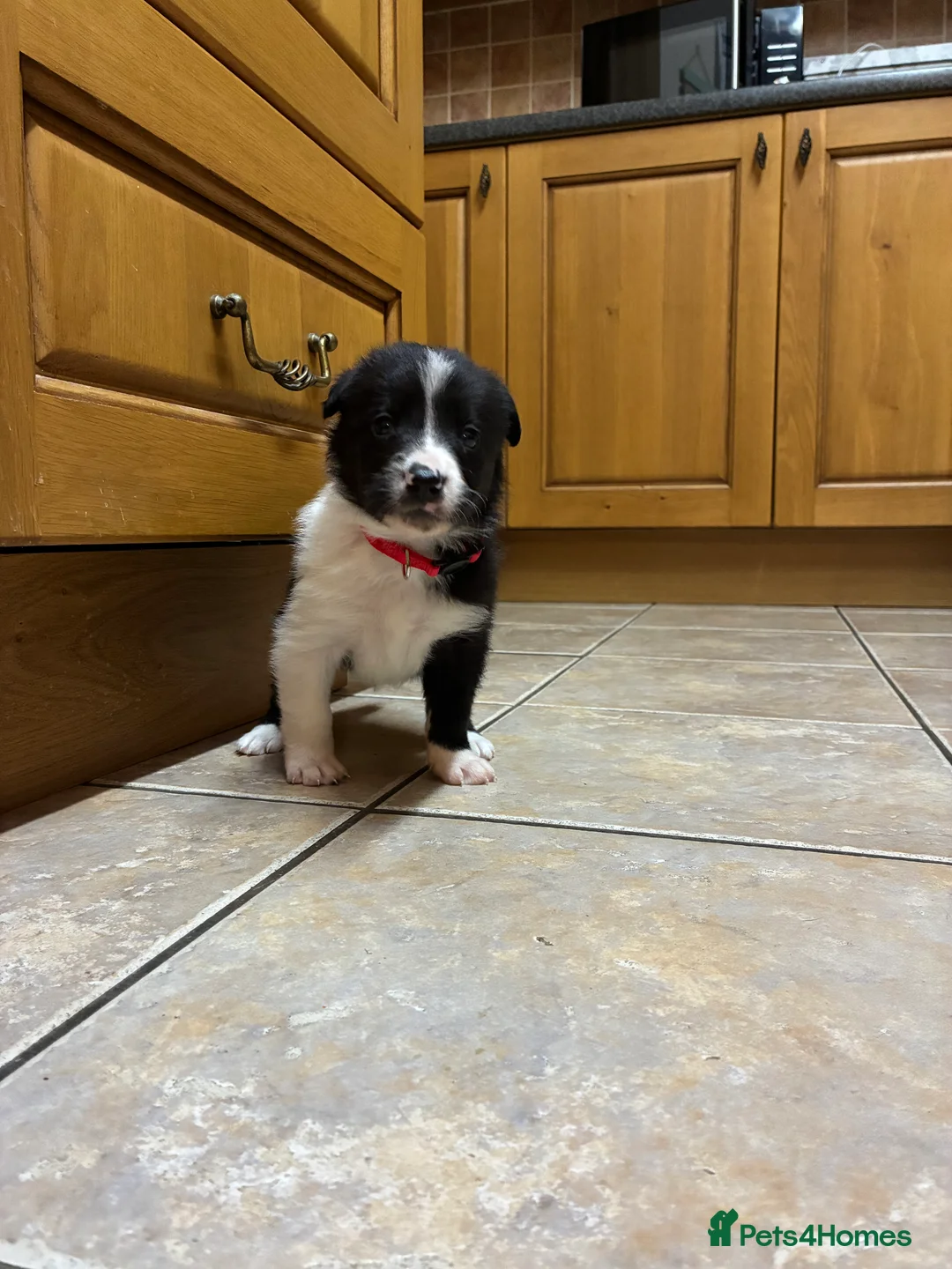 Border Collie dogs for sale: Border collie pups from Tyngraig Jock.  - Advert 6