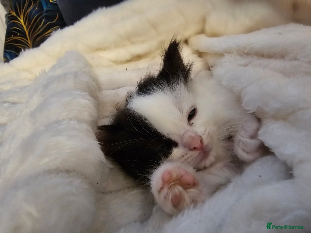 Ragdoll cats for sale: Soo cudly and playfull, two litters! - Advert 10