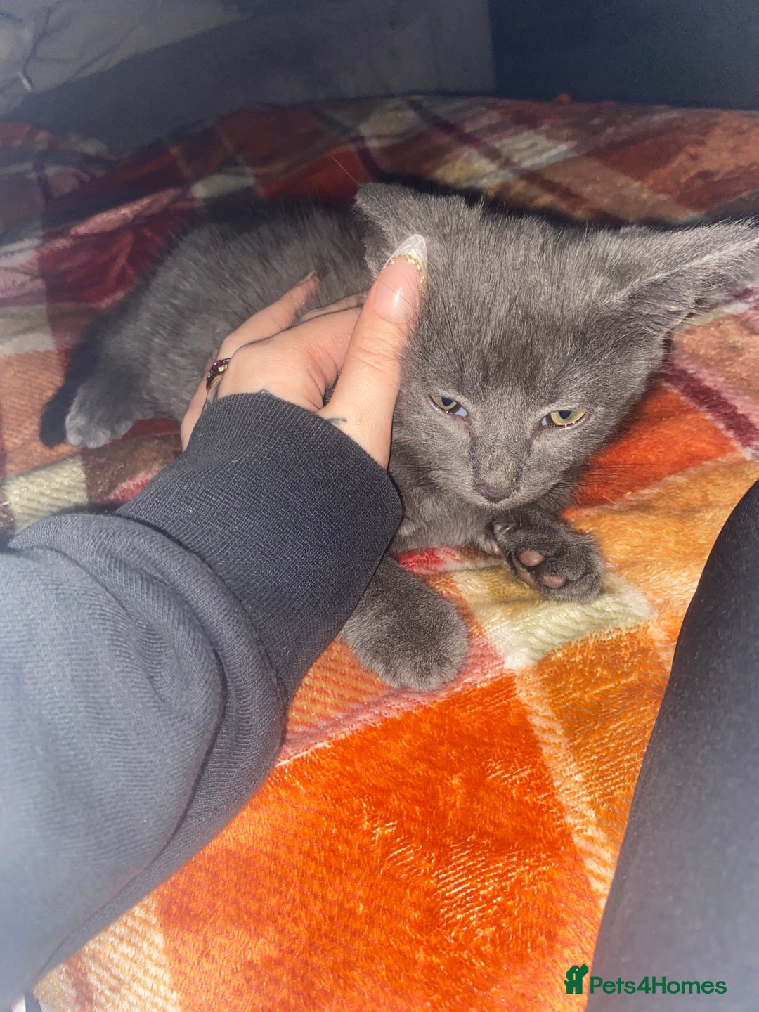 British Longhair cats for sale: British longhair kitten  - Image 5