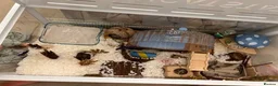 Hamster rodents for sale: Friendly ,Tamed,Syrian Hamster with cage  - Advert 7