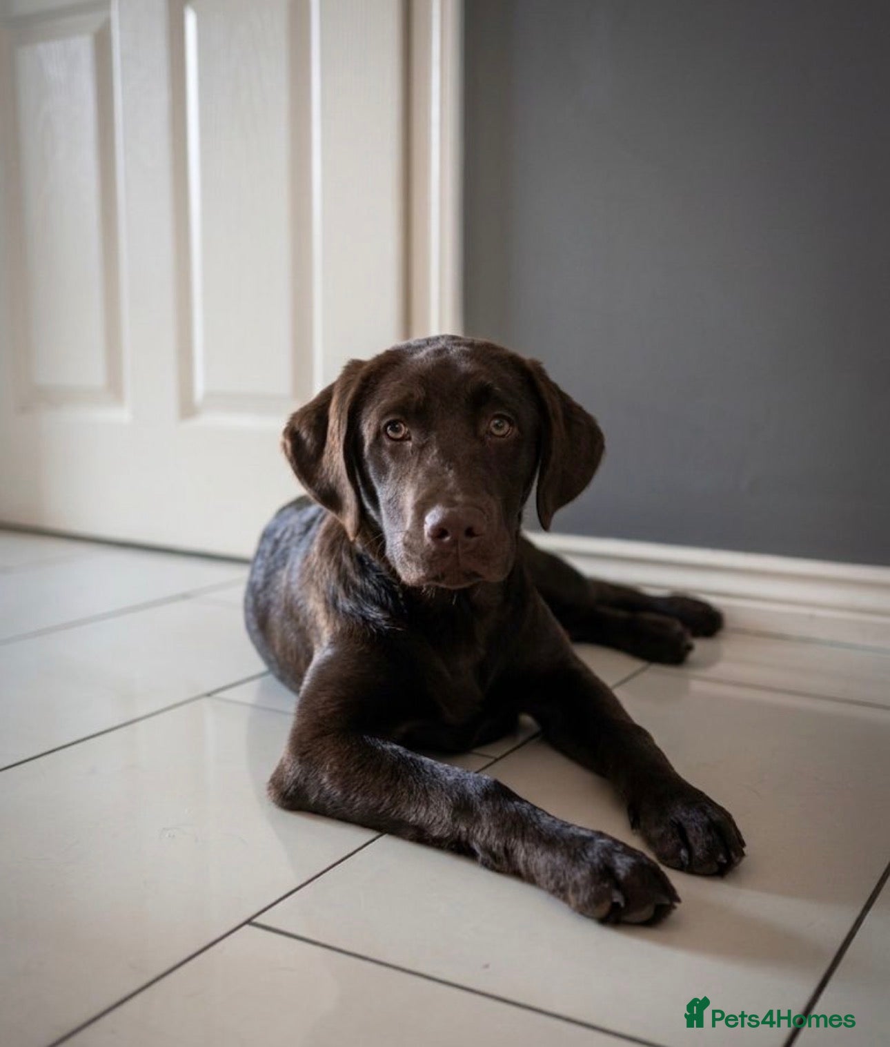 Labrador Retriever dogs Chocolate Female Labrador  - Advert 12