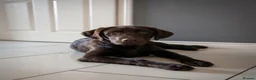 Labrador Retriever dogs for sale: Chocolate Female Labrador  in Portsmouth - Advert 1