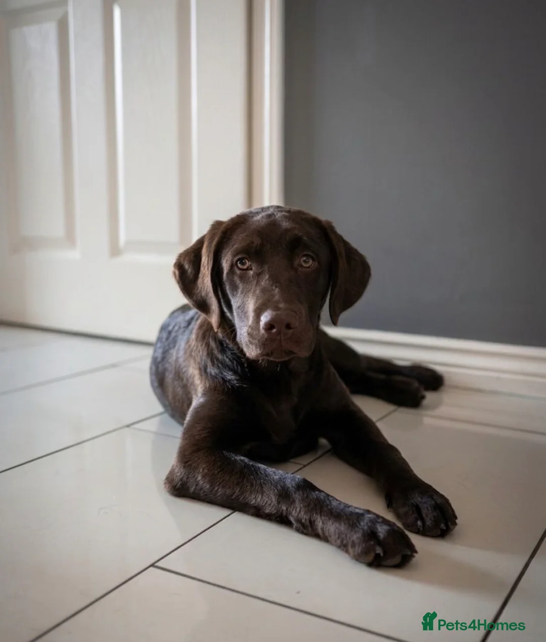 Labrador Retriever dogs for sale: Chocolate Female Labrador  in Portsmouth - Advert 1