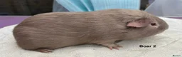 Guinea Pig rodents for sale: Lilac and Swiss - Advert 3