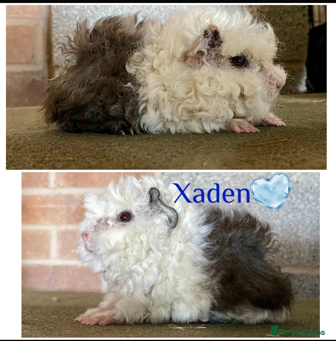Guinea Pig rodents Pedigree Lunkarya Cali & smooth blue Guinea pigs - Advert 1