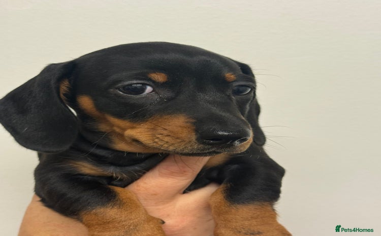 Dachshund dogs - Advert 14