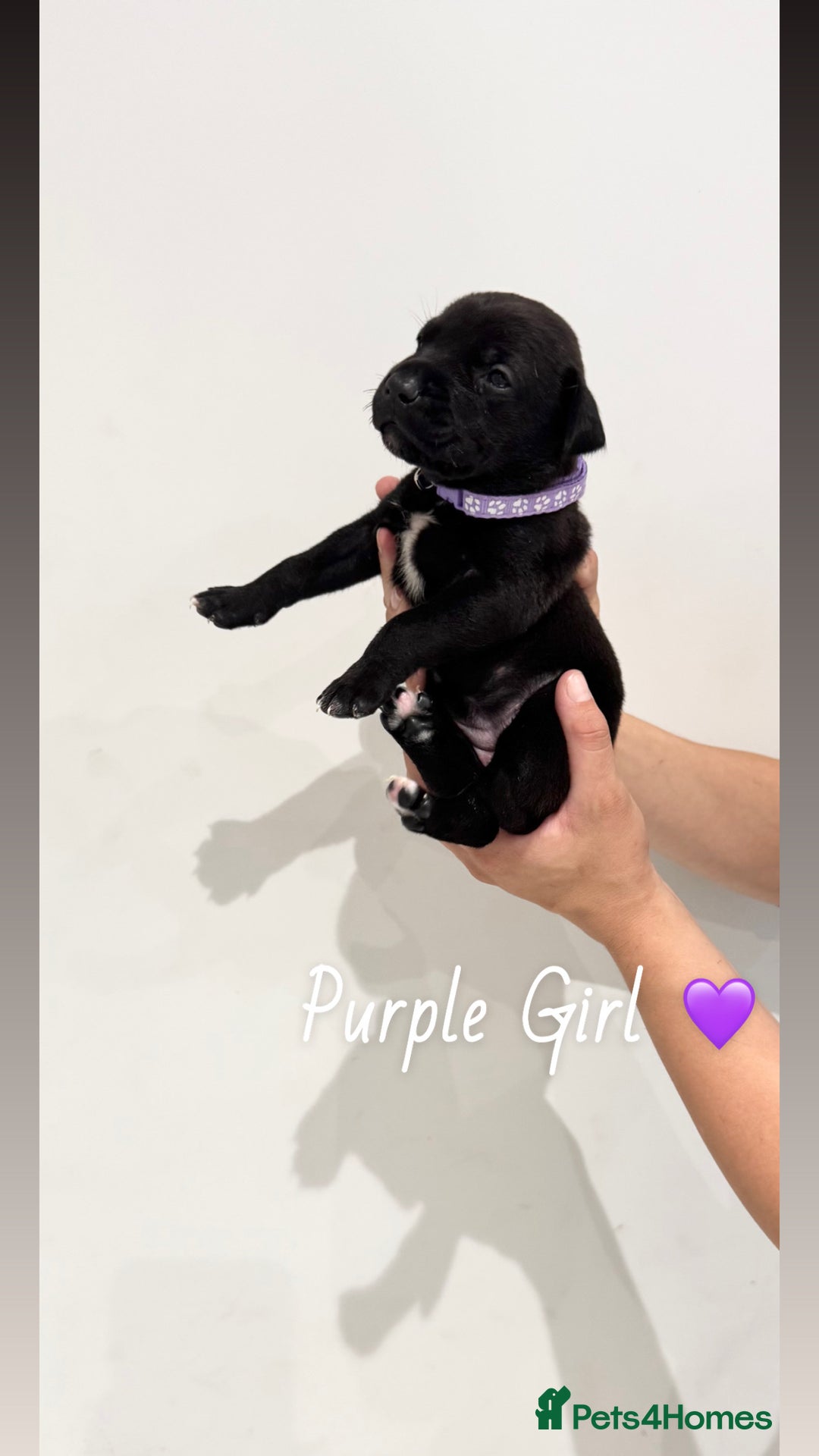 Mixed Breed dogs for sale: Doberman x American Bulldog  - Image 4