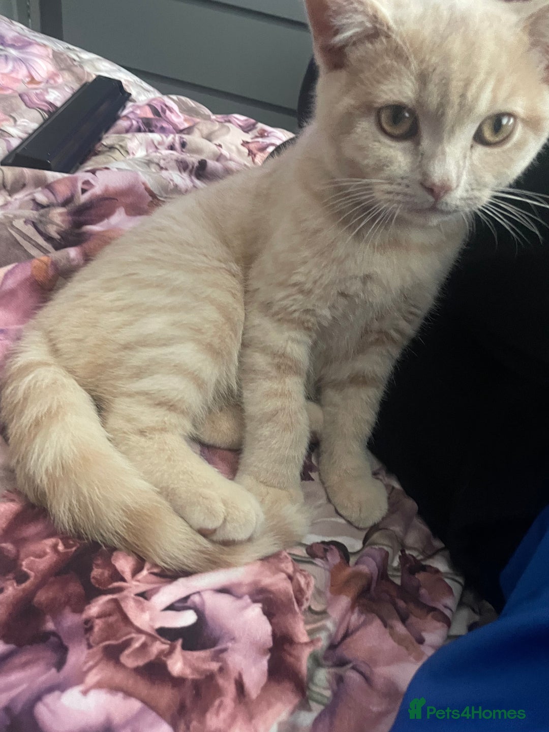 British Shorthair cats for sale: British shorthair cat - Advert 14