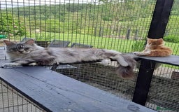 Maine Coon cats for sale: Maine Coon Kittens - Image 9