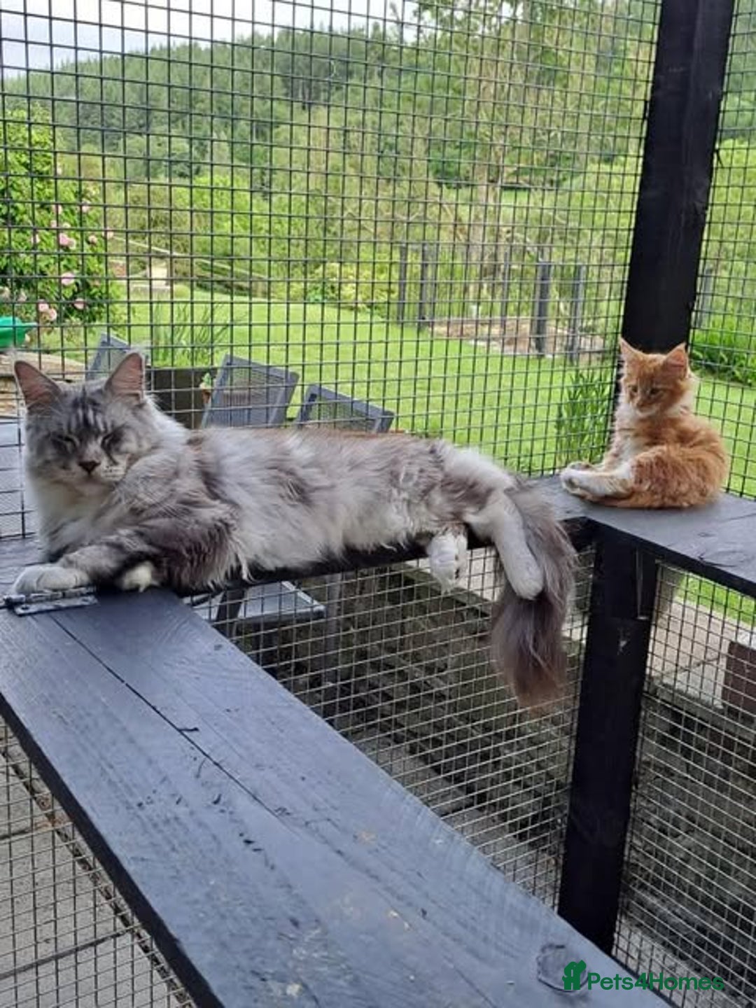 Maine Coon cats for sale: Maine Coon Kittens - Image 9
