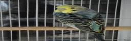 Budgerigars birds for sale: Bidgies in Dagenham - Advert 3