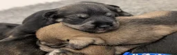 Miniature Schnauzer dogs for sale: KC Health Tested, Miniature Schnauzer Puppies - Advert 11