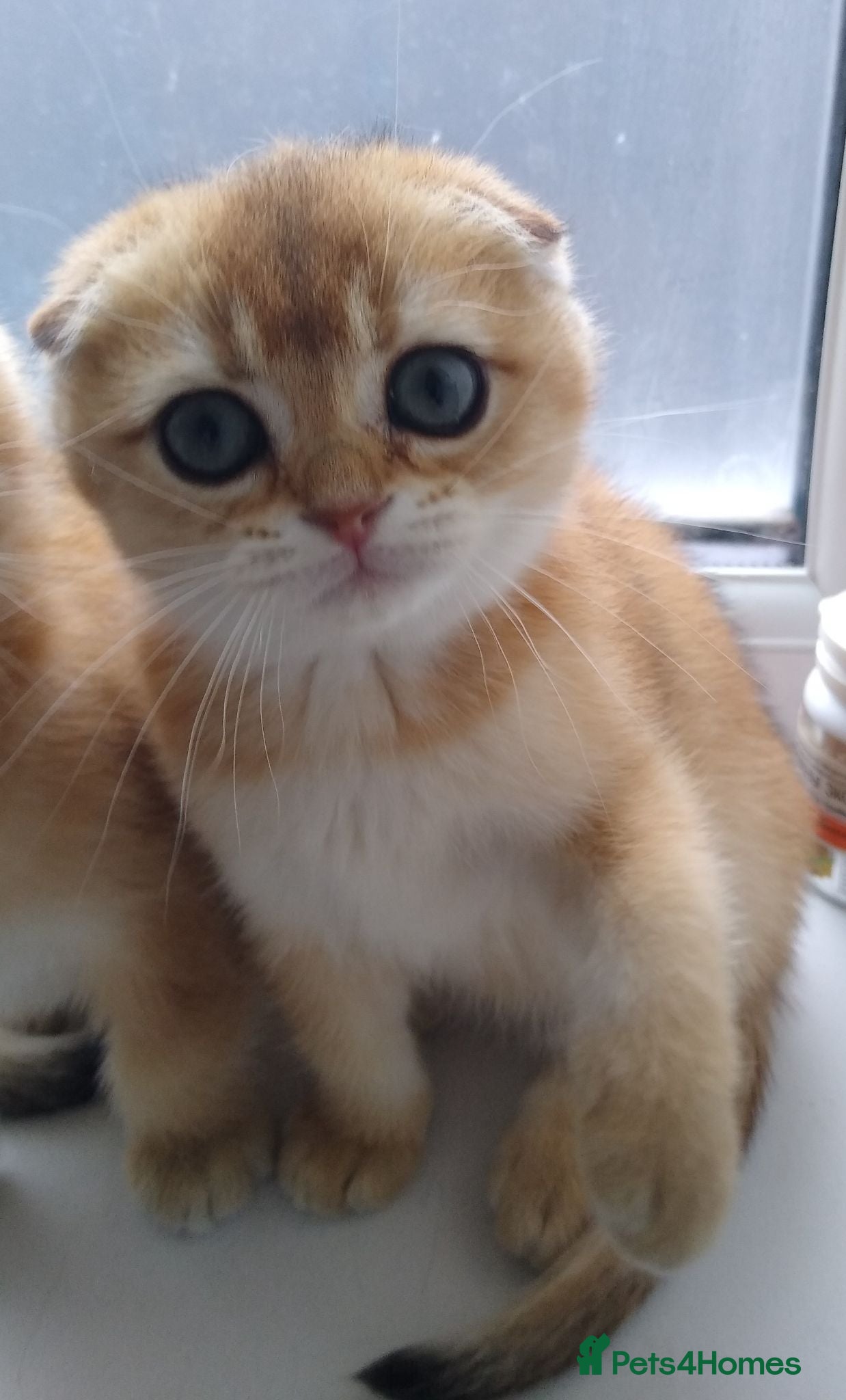 Scottish Fold cats Cute 🥰 Scottish fold TICA register  - Advert 6