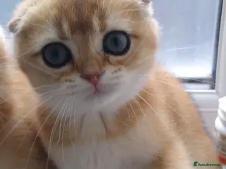 Scottish Fold cats Cute 🥰 Scottish fold TICA register - Advert 6
