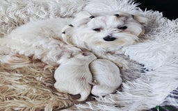 Maltese dogs for sale:  koreja meltis in Rotherham - Image 3