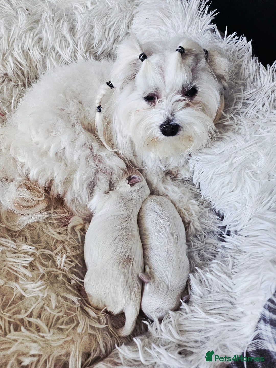 Maltese dogs for sale:  koreja meltis in Rotherham - Image 3
