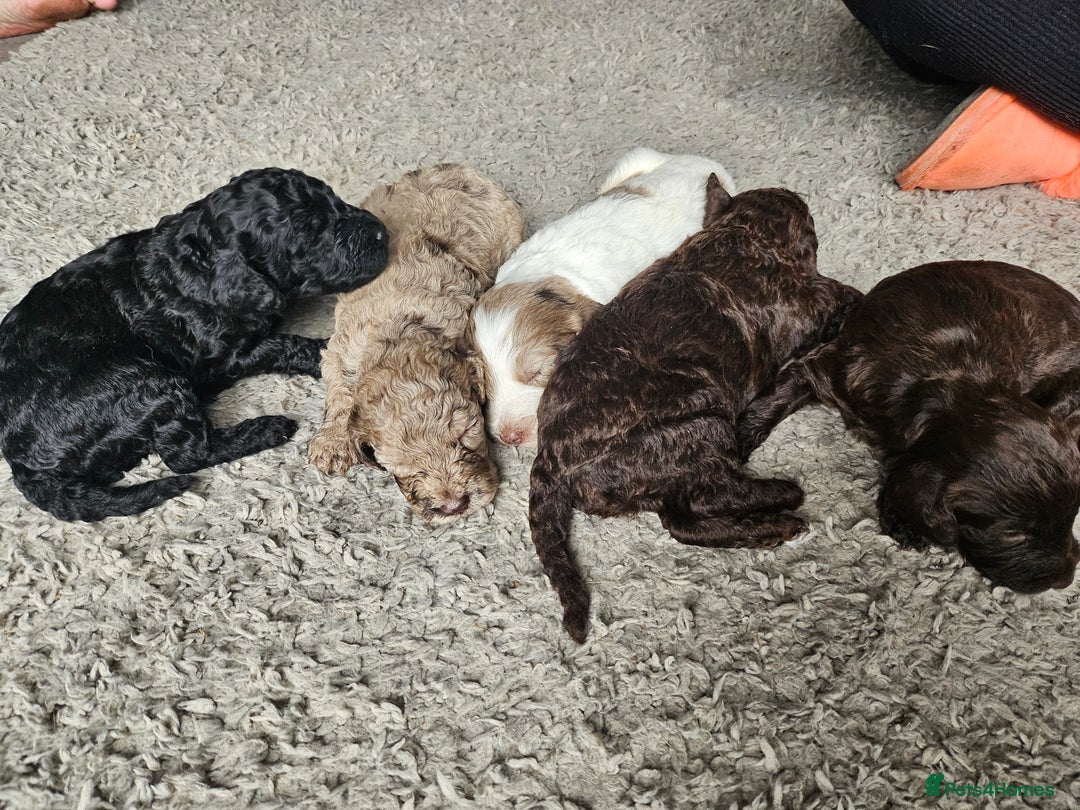 Cockapoo dogs for sale: Cockapoo puppies - Image 22