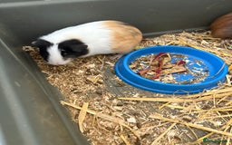 Guinea Pig rodents for sale: Male and female guinea pigs for sale  - Image 7