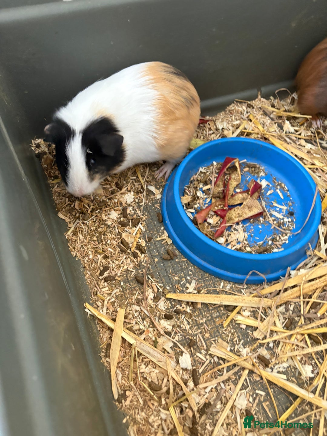 Guinea Pig rodents for sale: Male and female guinea pigs for sale  - Image 7